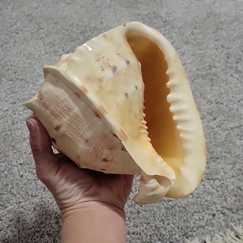 Queen Conch shell - Picture 7 of 8